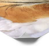 Siberische tijger, Panthera tigris altaica, Azië; Poster (Hoek)