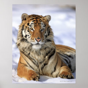 Siberische tijger, Panthera tigris altaica, Azië; Poster