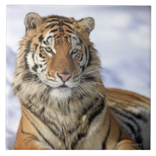 Siberische tijger, Panthera tigris altaica, Azië; Tegeltje