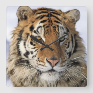 Siberische tijger, Panthera tigris altaica, Azië Vierkante Klok