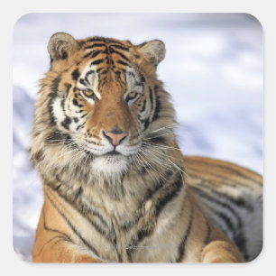 Siberische tijger, Panthera tigris altaica, Azië Vierkante Sticker