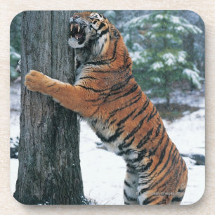 Siberische tijger (Panthera tigris altaica) Bier Onderzetter