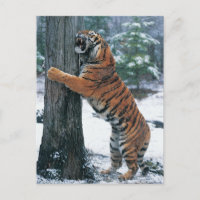 Siberische tijger (Panthera tigris altaica)