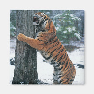 Siberische tijger (Panthera tigris altaica) Magneet