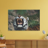 Siberische tijger (Panthera Tigris) Bares Fangs Canvas Afdruk (Insitu (Woonkamer))
