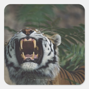 Siberische tijger (Panthera Tigris) Bares Fangs Vierkante Sticker