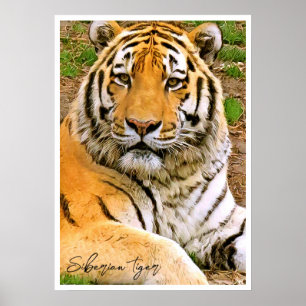 Siberische Tijger Poster