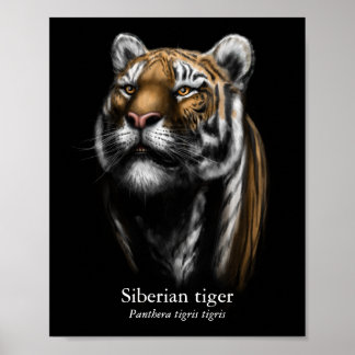 Siberische Tijger Poster (Halfglans)