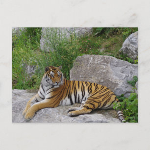 Siberische Tijger Rustend op een Rots Briefkaart