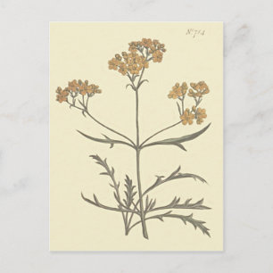 Siberische Valeriaan Botanische Illustratie Briefkaart