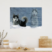 Sibirian Husky Poster (Keuken)