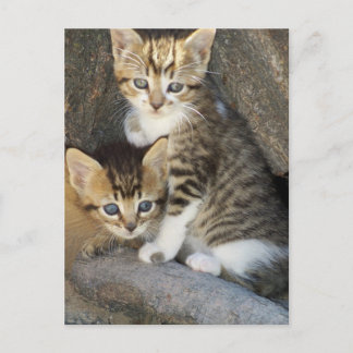 Siblings Briefkaart