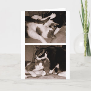 Siblings - Broers & Zusters Kaart