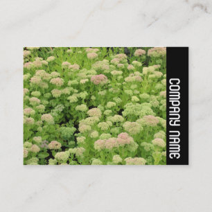 Side Band - Sedum (Herfstvreugd) Visitekaartje