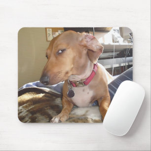 Side Eye Dog Meme Muismat