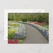 Sidewalk pathway through tulpen and daffodils, 2 briefkaart (Voorkant / Achterkant)