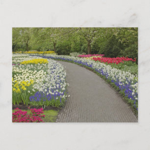 Sidewalk pathway through tulpen and daffodils, 2 briefkaart