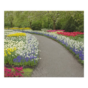 Sidewalk pathway through tulpen and daffodils, 2 foto afdruk