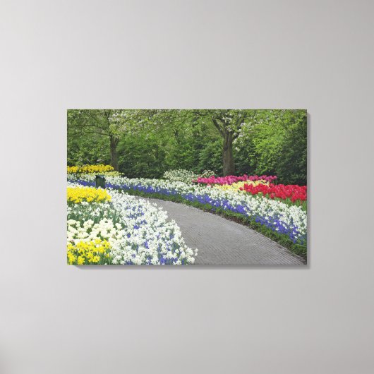 Sidewalk-route door tulpen en daffodils; canvas afdruk (Voorkant)