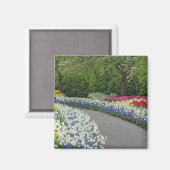 Sidewalk-route door tulpen en daffodils; magneet (Voorkant / Achterkant)