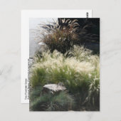 siergrassen briefkaart (Voorkant / Achterkant)