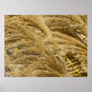 Siergrassen in de herfst poster