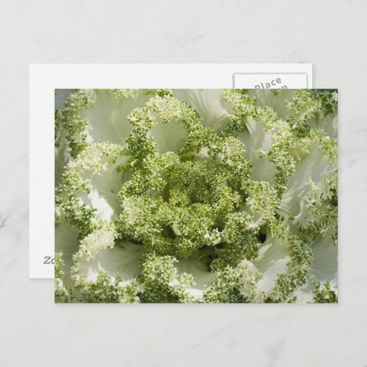 sierkool briefkaart (Voorkant / Achterkant)