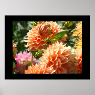 Sierkunst afdrukken Oranje Dahlia Bloemen Bloem Poster