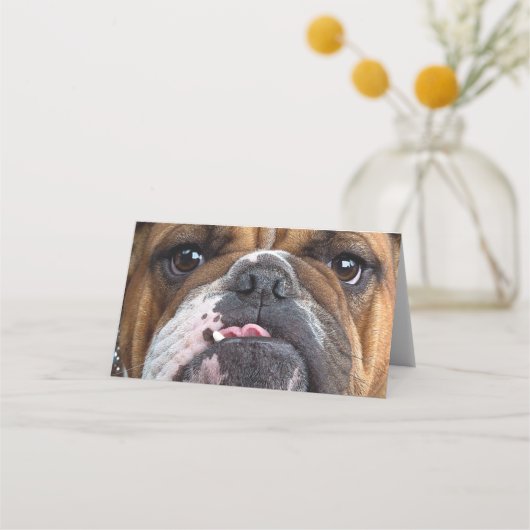 Sierkussen Engelse Bulldog (Voorkant)