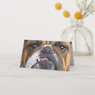 Sierkussen Engelse Bulldog