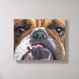 Sierkussen Engelse Bulldog Canvas Afdruk
