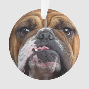 Sierkussen Engelse Bulldog Ornament