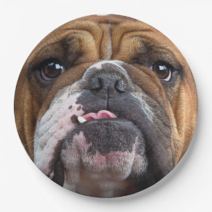 Sierkussen Engelse Bulldog Papieren Bordje