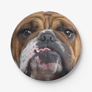 Sierkussen Engelse Bulldog Papieren Bordje