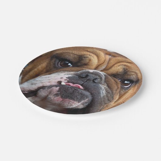 Sierkussen Engelse Bulldog Papieren Bordje (Gekanteld)