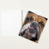 Sierkussen Engelse Bulldog Planner (Display)