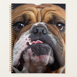 Sierkussen Engelse Bulldog Planner