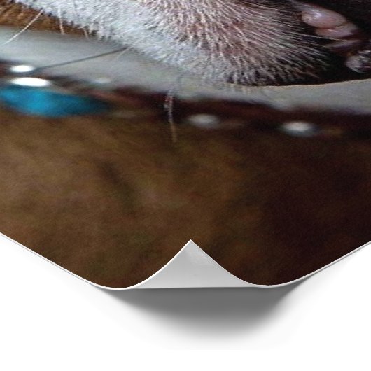 Sierkussen Engelse Bulldog Poster (Hoek)