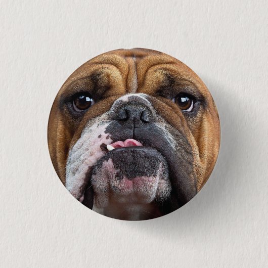 Sierkussen Engelse Bulldog Ronde Button 3,2 Cm (Voorkant)