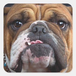 Sierkussen Engelse Bulldog Vierkante Sticker