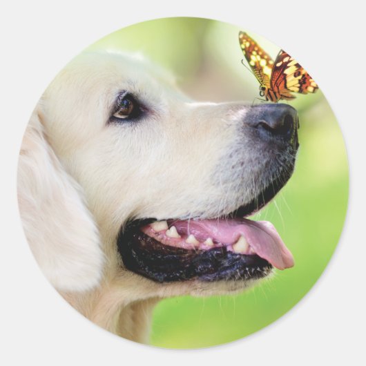 Sierkussen voor labrador en vlinder ronde sticker (Voorkant)