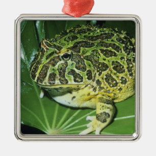 Sierlijke Hoornkikker, (Ceratophrys ornata), Metalen Ornament