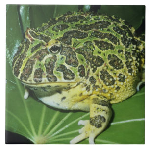 Sierlijke Hoornkikker, (Ceratophrys ornata), Tegeltje