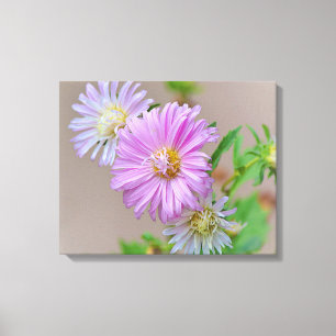 Sierlijke roze Aster Bloemen Canvas Art Print