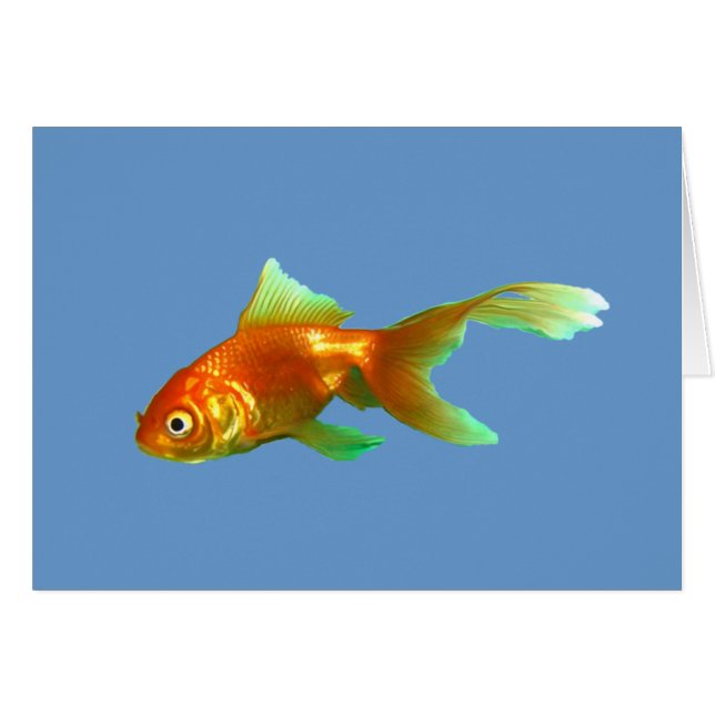 Sierlijke staart oranda goudvis (Voorkant Horizontaal)