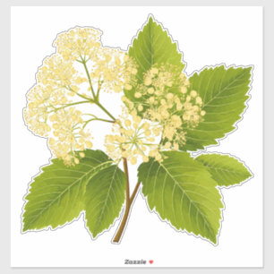 Sierlijke vlierbloesemtak met groene bladeren sticker