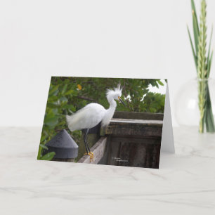 Sierlijke witte zilvervogel Note Cards Kaart