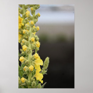 Sierposter met oranje toortsbloemen poster