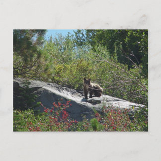 Sierra Beer Cub Briefkaart