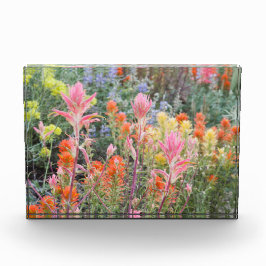 Sierra Buttermilk Wildbloemen Fotoblokken